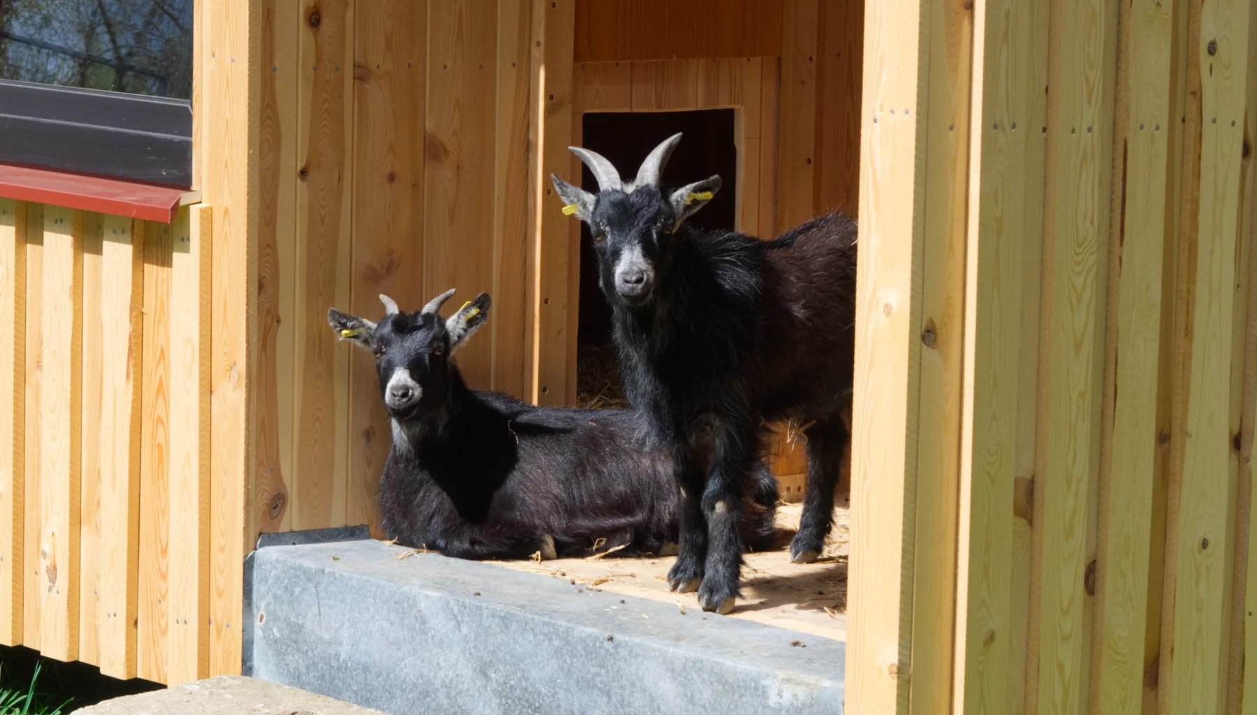 Zwergziegen Kalle und Lotti am Birkholmhof Zwergziegen Kalle und Lotti am Birkholmhof